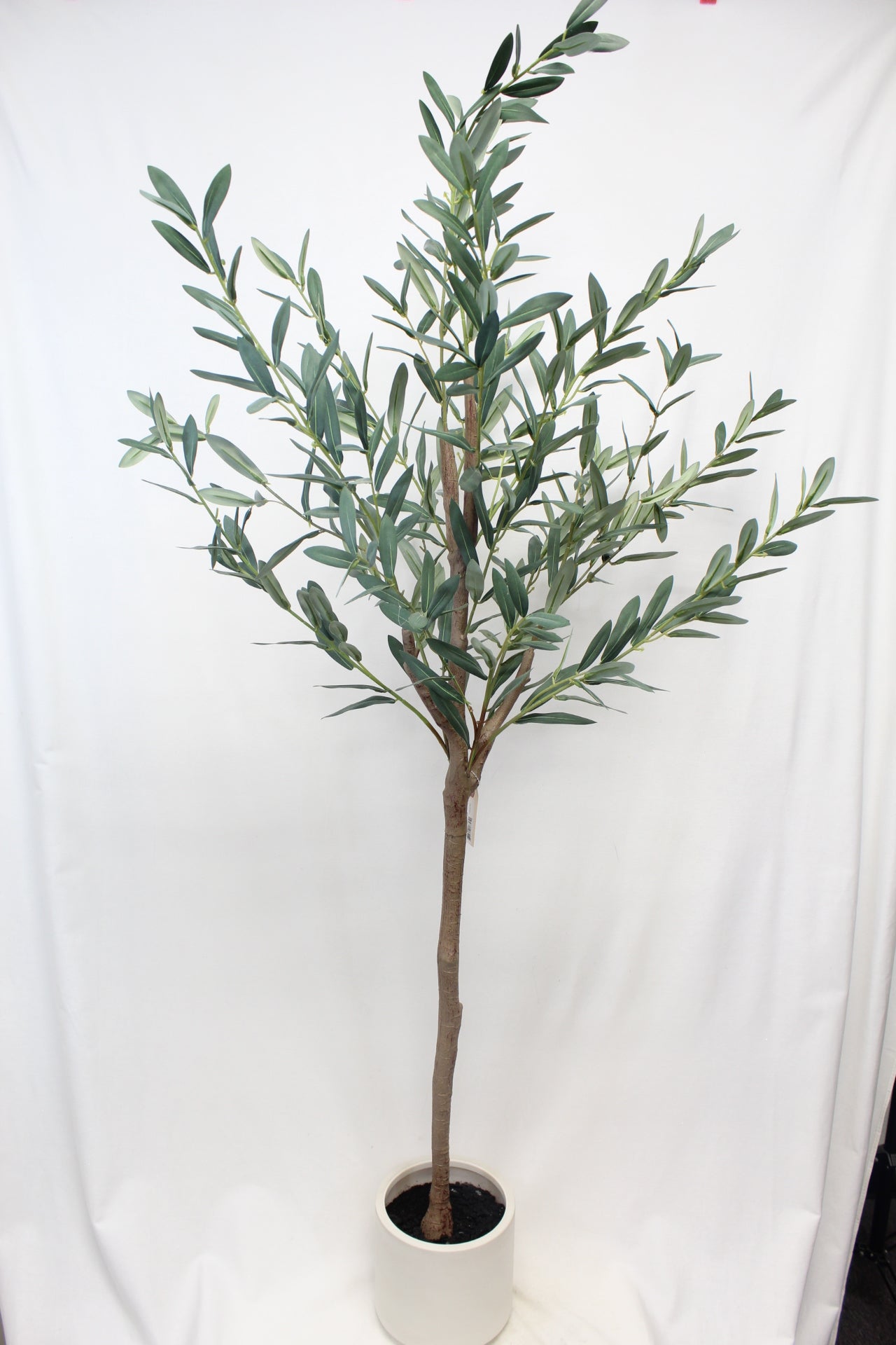 2025 Trees