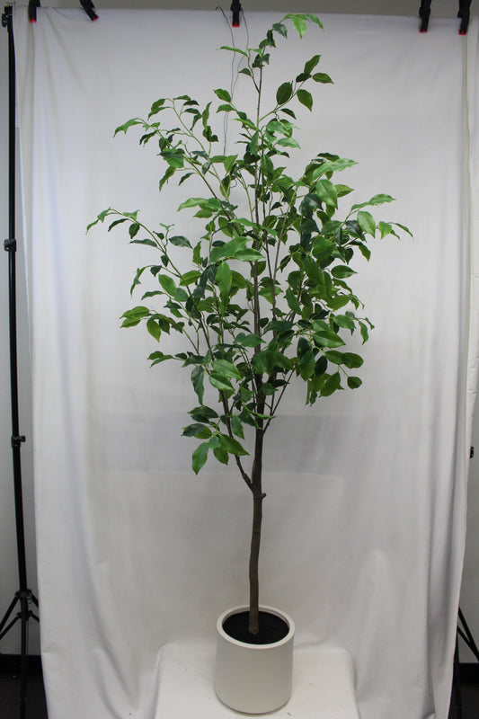2027 Spring - Trees & Plants
