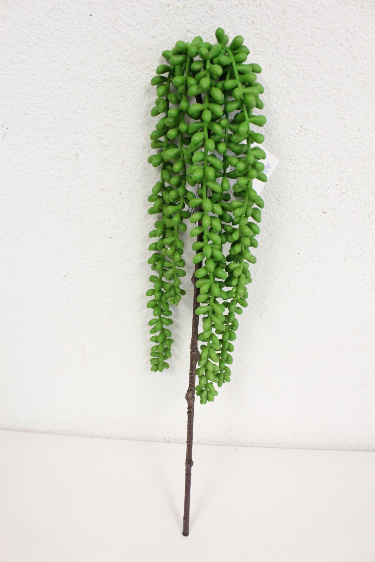 Spring 2024 Succulents