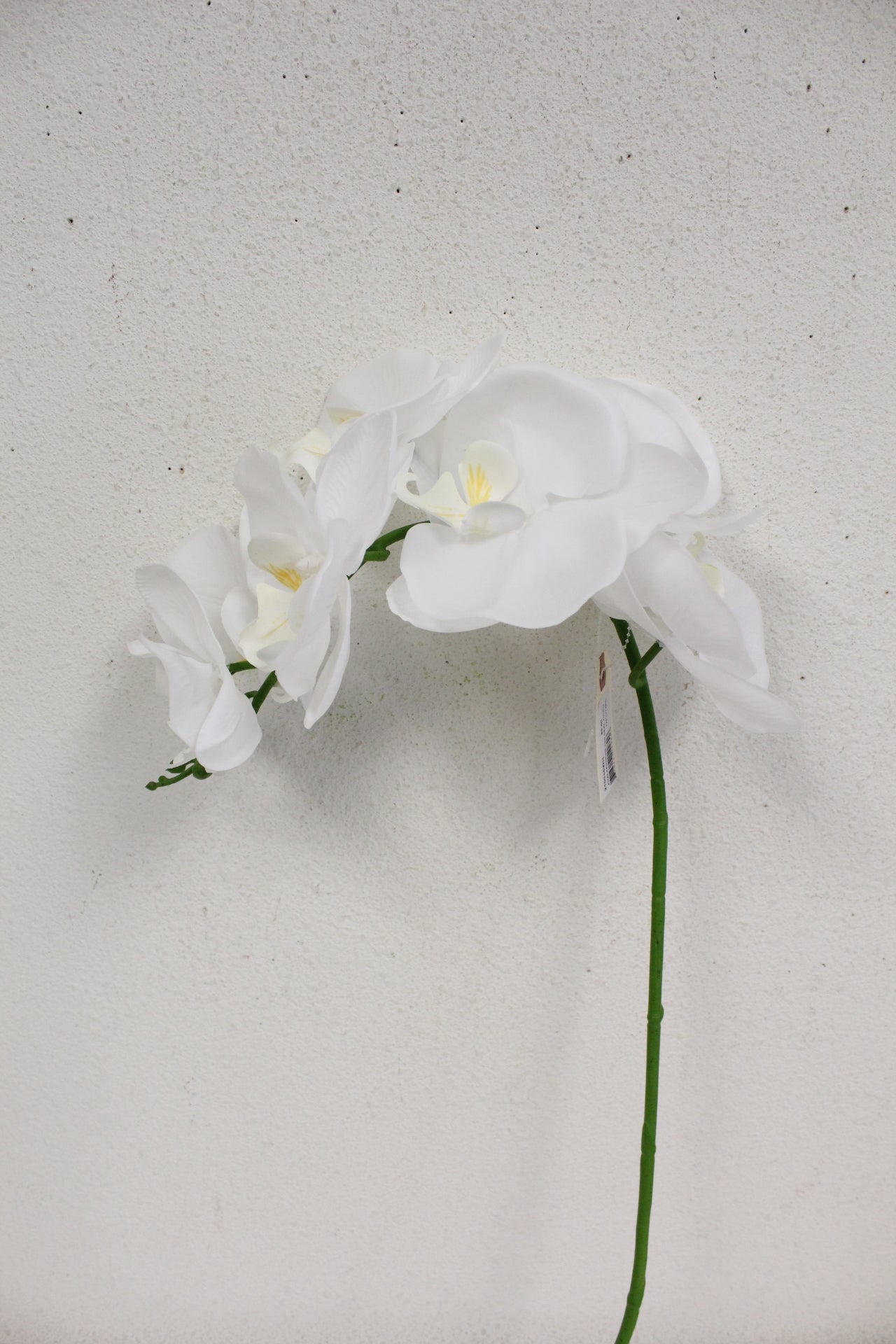 Spring 2024 Stems